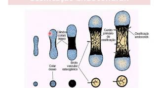 Tecido Ósseo parte 04 mecanismos de ossificação [upl. by Matthei]