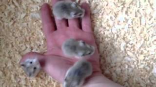 3 week old Roborovski Hamsters [upl. by Mulford357]