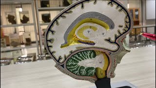 Coronal section of brain  neuroanatomy models ospe  Brain  cross section [upl. by Noskcire2]