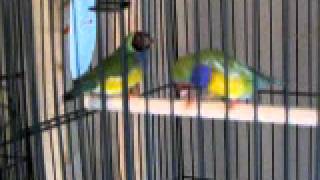 Mating Ritual  Red Head Gouldian Finches [upl. by Vladimir]