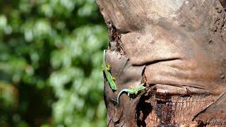 Phelsuma lineata lineata [upl. by Notsej]