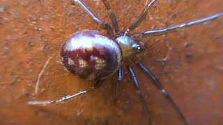 Steatoda Grossa  Cupboard Spider  Hackney London [upl. by Nedle]