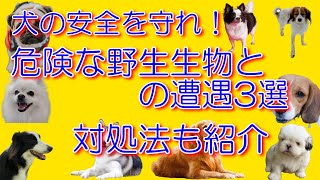 ポメラニアンきらチャンネル171 犬の安全を守れ！危険な野生生物との遭遇3選 対処法も紹介 [upl. by Nniuqal907]