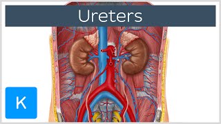 Ureters  Function Definition and Anatomy  Human Anatomy  Kenhub [upl. by Faith806]