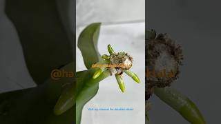 Rootless orchid revived hayatadairpüfnoktalar roots plants diy [upl. by Fernas]