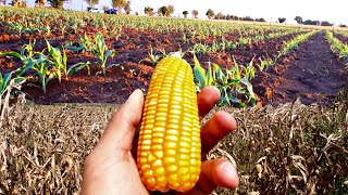 Como Sembrar Maíz🌽 Muy Fácil Paso a Paso Cultivo de Maíz Amarillo [upl. by Owades965]