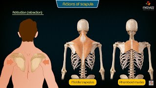 Movements of the scapula medical animation  Upperlimb Anatomy Usmle step 1 [upl. by Attalanta]