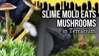 Slime mold eats Mushrooms in Terrarium timelapse [upl. by Monarski]