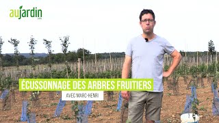 ÉCUSSONNAGE dun ARBRE FRUITIER poirier🍐Comment RÉUSSSIR la GREFFE en ÉCUSSON [upl. by Gnourt]