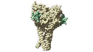 Epithelial Sodium Channel 3d model no explanation [upl. by Yks]