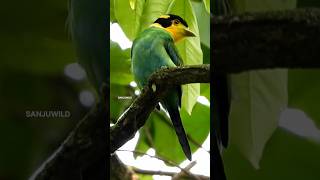 Beautiful Long Tailed Broadbill From Manasnationalpark Wildlife Bird watching Safari viral short [upl. by Hadden983]