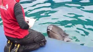 Training Chester at the Vancouver Aquarium  Double Pec Wave [upl. by Alicul]