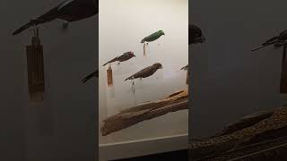 Extinct and endangered birds at Lee Kong Chian Natural History Museum NUS [upl. by Suollecram]