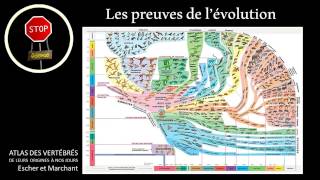 Les preuves de lévolution en 7 minutes [upl. by Hayidah810]