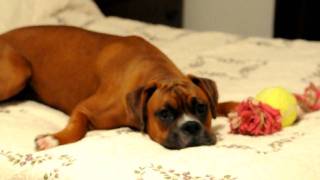 Goofy Boxer Dog never listens to my wife [upl. by Tate]