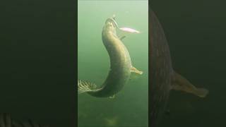 Some pike attacks underwater  they eat everything  pike fishing underwaterworld [upl. by Kylen232]