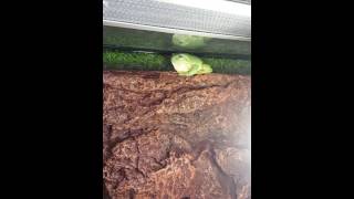 Magnificent Tree Frog Litoria splendida calling and interrupted [upl. by Felicle]