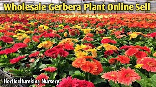 Gerbera Flower Plant Online Sell Wholesale Price 💐 Gerbera Flower Collection 🥳 All India Delivary🌱 [upl. by Aicnom]