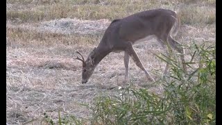 A most eventful opening day Wisconsin Archery deer hunt [upl. by Soulier]