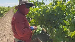 CalOSHA hosts heat prevention training for farmers in Fresno County [upl. by Halvaard]