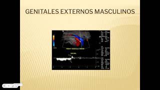 GENITALES EXTERNOS MASCULINOS 1 [upl. by Endora]