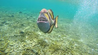 Titan Triggerfish Attack in Bali [upl. by Eural516]