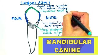 Anatomy of Mandibular Canine  Tooth Morphology [upl. by Varian]