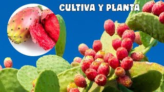 Quieres plantar y cultivar Nopales o chumberas  te enseño a haced lo fácil y sencillo [upl. by Luce362]