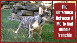 What is The Difference Between A Merle And Brindle French Bulldog [upl. by Dur137]