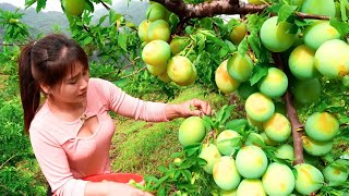 Harvesting A Lot Of Plums Goes To Market Sell  Take Care Animals [upl. by Enaerb]