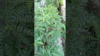 These are frankincense trees gardenplants plants bonsai caudex ornamentalplantsexoticplants [upl. by Curren994]