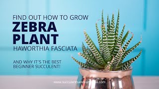 How to take care of Haworthia fasciata quotZebra Plantquot [upl. by Iruahs]