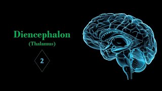 Thalamus Part02 Prof Ashfaqur Rahman [upl. by Caldeira]