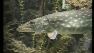 Pike and Carp in a fish tank  Hecht und Karpfen  Kölner Zoo 352 [upl. by Lepp]