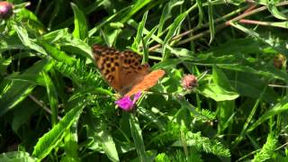 GRAND Nacré  Argynnis aglaja  Speyeria aglaja  BRUITX [upl. by Armmat]