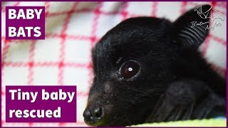 Tiny baby bat rescued  This is Steve [upl. by Evod]