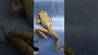 short ll Rhacophorus one types of Tree Frogs [upl. by Adnauqal]