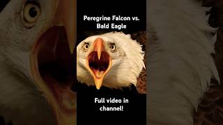 Peregrine Falcon vs Eagle Hunting Technique animals wildlife eagles birds [upl. by Bornstein]