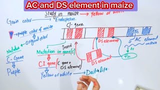 AC and DS element in maizeTransposable elements [upl. by Rehpitsirhc603]