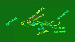 Sistema nervoso dos Anelídeos  Zoologia  Biologia [upl. by Natanoy545]