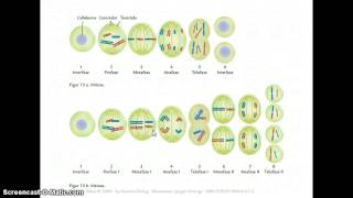 My Screencast mitose meiose mm [upl. by Rolecnahc42]