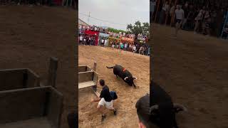 ¡Toro cerril en Pou D’En Calvo ¡Impresionante toros bull poudencalvo useres toro [upl. by Giannini4]