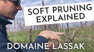 Soft Pruning Explained by Steffi amp Fabian Lassak  Wine Ghosts Podcast Ep 50 [upl. by Palmore]