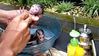 Its Funny When Bathing two Baby Monkeys [upl. by Racso643]