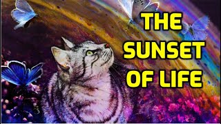 10 Symptoms Of A Cat Dying From Old Age [upl. by Lanahtan]