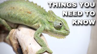 Watch This BEFORE Getting A Pet Chameleon [upl. by Nevanod]