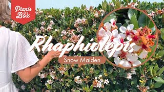 Plant tour Rhaphiolepis Snow Maiden [upl. by Gonzalo541]