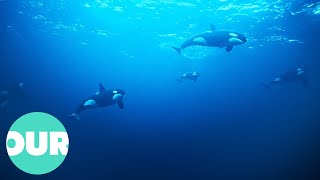 How Killer Whales Hunt Down and Kill a Blue Whale  Our World [upl. by Pillyhp925]