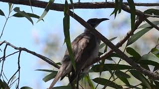 Little Friarbird Hervey Bay Qld [upl. by Ariana]