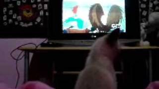 Gatinho assistindo desenho animado [upl. by Doughty]